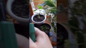 Черенкование очитка видного