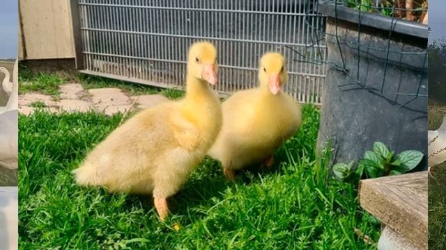 Условия содержания гусят с первых дней жизни