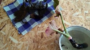 Бадан-целитель. Чигирский или монгольский чай