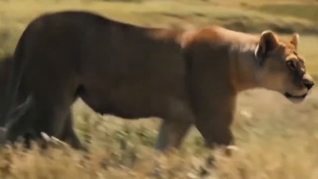Охотничьи способности гепарда ~ Гепард быстро бегает, ловит зебру, нm