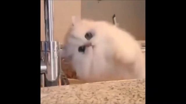 Ржака! Смешные коты, угарные животные, очень милые коты. Подборка лучших котоы