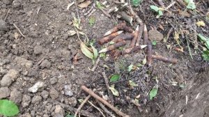 Как отпугнуть дикого кабана - история чёрного копаря. Бетонный грунт. Патроны прут и прут из земли