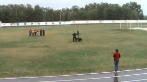 ризеншнауцер на русском ринге