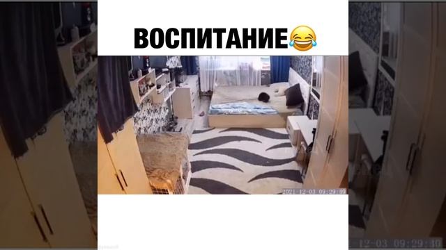 Кошка воспитывает котёнка заправлять кровать смотреть онлайн