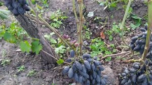 Виноград Академик 2021г.