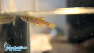 Бактериальная септицемия у данио. Болезни аквариумных рыбок: бактериальные инфекции.