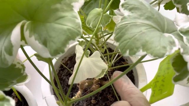 Почему высыхают стволы пеларгоний зимой после осенней обрезки смотреть онлайн