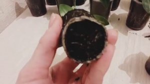 ЭУСТОМА НЕ растёт?Что делать? Секрет прост.