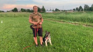 Дрессировка щенка с нуля (День 8)