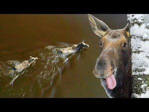 ЛОСИ переплывают реку Припять весной 4К | Film Studio Aves