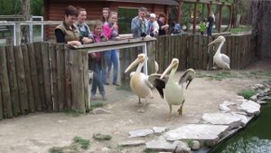 Смешная птица Пеликан.