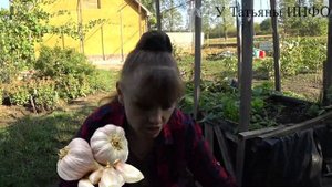 Замочи в этом растворе и подкорми ОЗИМЫЙ ЧЕСНОК! Урожай ОЗИМОГО ЧЕСНОКА будет большим и забористым!