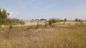 Плантация из дикой ивы своими руками. Поиск, подготовка, уход, выращивание.