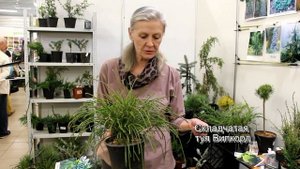 Хвойные растения для сада