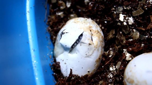 ДОЛГОЖДАННОЕ ВЫЛУПЛЕНИЕ ТИГРОВЫХ УЖЕЙ! Маленькие змейки появились на свет! смотреть онлайн