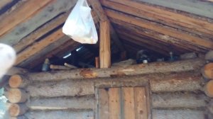 Экспедиция в Тайгу часть 2