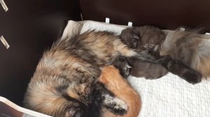 Кошка мама с котятами