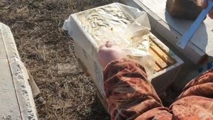 Экстремальная зимовка на трёх рамках, возможна ли? Зимовка 6-ти рамочных ульев.