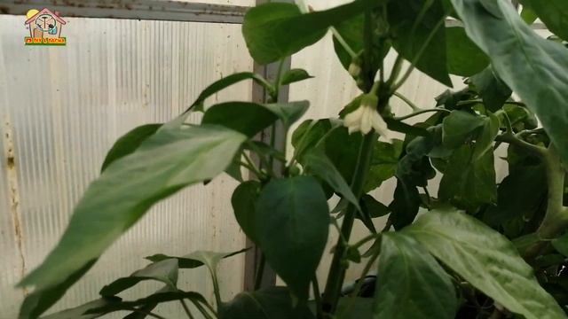 ??? Дачный огород. Томаты перец баклажан. День 97. DIY & DACHA Серия 202 смотреть онлайн