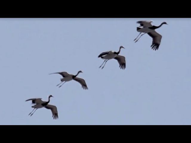 "Журавли" ХУХРЯНСКИЙ