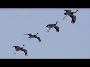 "Журавли" ХУХРЯНСКИЙ