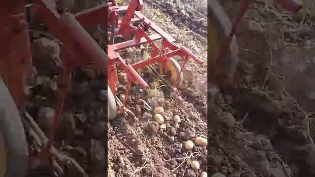 Картофелекопалка на тяжелой почве своими руками