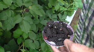 Какой вкус у ежевики Коламбия Стар?