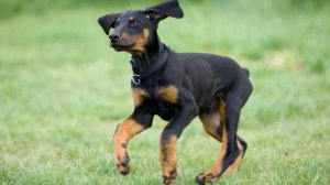 А кто будет следить и исполнять? В чем проблема закона о самовыгуле домашних животных