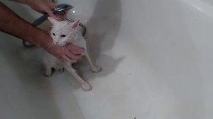 Кот вызывает дьявола