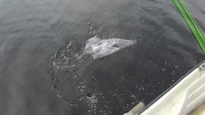 Щука выскакивает вслед за воблером