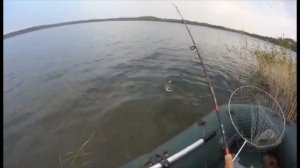 Летний окунь/Рыбалка  в Казахстане. Рыба ловит #казахстане #Рыба_ловит