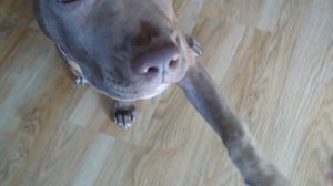 Питбуль  Ася.  4 месяца . American pit bull terrier. Asya.