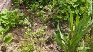 ОБЗОР РАСТЕНИЙ В ПРИКОПКЕ для РОКАРИЯ И ПРОДАЖИ. ПРОДОЛЖЕНИЕ. ДАЧНЫЙ КРЕАТИВ.