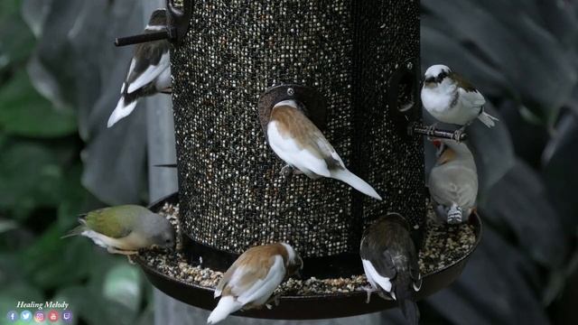 Самая красивая мелодия на свете! Эту музыку можно слушать вечно! Спокойная Музыка Для Снятия Стресс смотреть онлайн