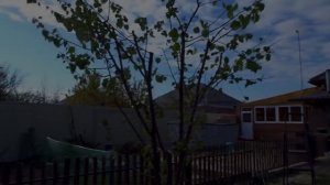 ИСПРАВЛЯЕМ ЗАРЕЗАННЫЙ САД ПОСЛЕ "ПАРКОВОЙ СТРИЖКИ".