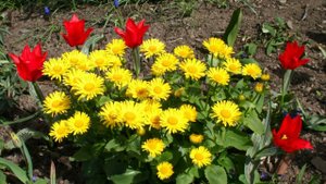 Дороникум в Ландшафтном Дизайне