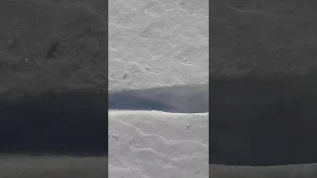 норка ныряет в снег смотреть онлайн