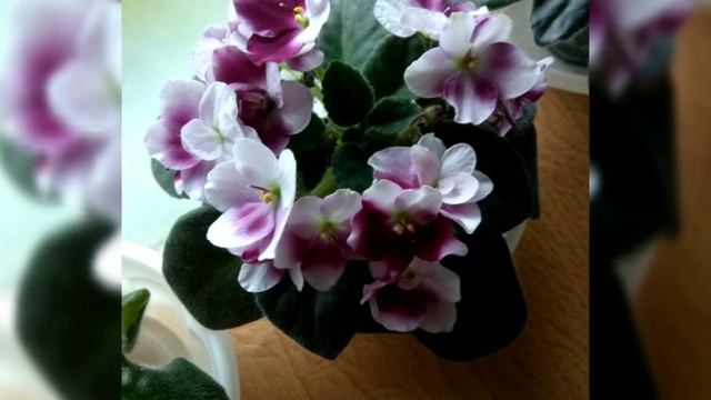 Лучшие сорта фиалок!!! Mac's Southern Springtime. Фотообзор. смотреть онлайн