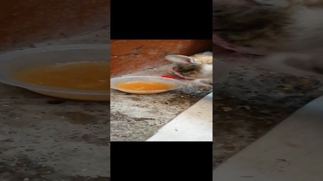 Вот это кошки пошли