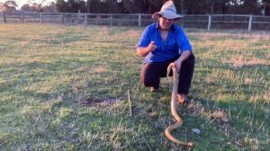 The Taipan Vs The Black Mamba, Who is the Most Dangerous Snake?