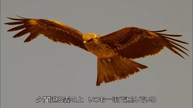 「テルーの唄」手嶌葵　谷山浩子（作曲者）歌詞付き
