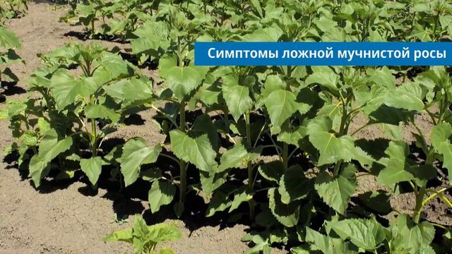 Ложная мучнистая роса подсолнечника: как спасти посевы?