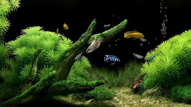 Очень  красивая  заставка - аквариум - рыбки. смотреть онлайн