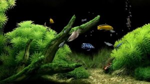 Очень  красивая  заставка - аквариум - рыбки.