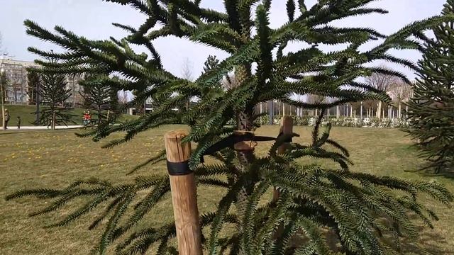 2019.03.09, Краснодар, Парк Галицкого, мохнатые ёлко-кактусы смотреть онлайн