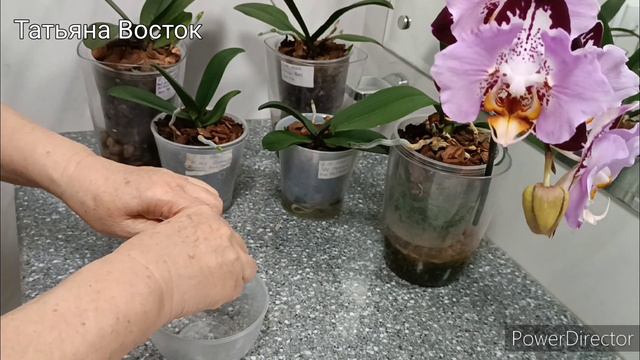 Обзор подростков орхидей 🌿из Азии через четыре месяца домашнего ухода🌺 смотреть онлайн