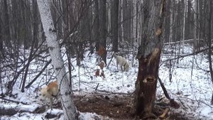 Охота на соболя часть 2. Один в тайге.