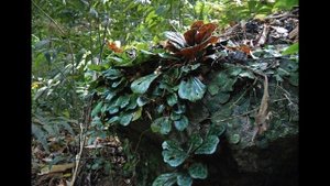 Окружающий мир 1 класс ч.1, тема урока "Что растёт на подоконнике", с.24-25, Школа России