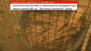 Разведение Черной львинки спасает от безработицы