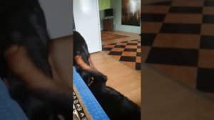 Ратвейлер Андра с великого пасада и доберман Альба